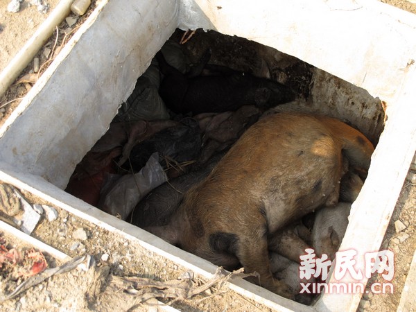 黄浦江死猪原因调查:死猪数量为何今年骤增?