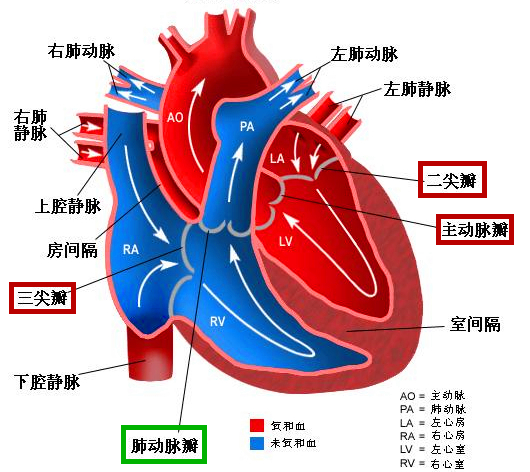 烟台山医院为心脏联合瓣膜病患者重塑心脏