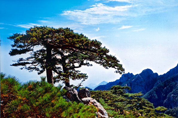 齐鲁风情    1982年,泰山被国务院列为第一批国家重点风景名胜区,1987