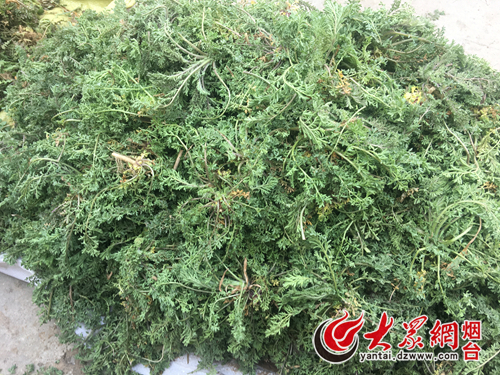 这种野菜并不常见,很多市民都在询问这是什么,据摊主介绍这个学名