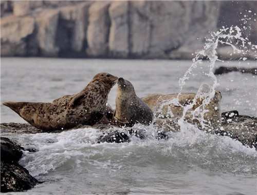 据了解,在长岛洄游的海豹属于西太平洋斑海豹,在《国家重点保护野生