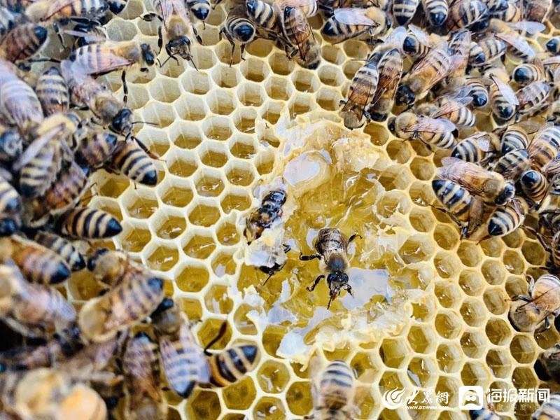 烟台市福山区土峻头村小蜜蜂酿出甜蜜产业