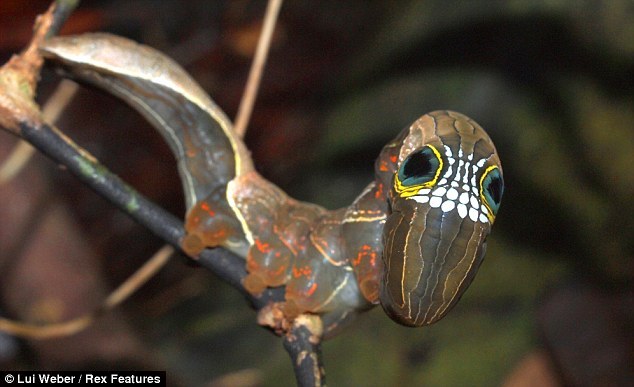 万圣节:澳大利亚罕见毛毛虫脸部似骷髅