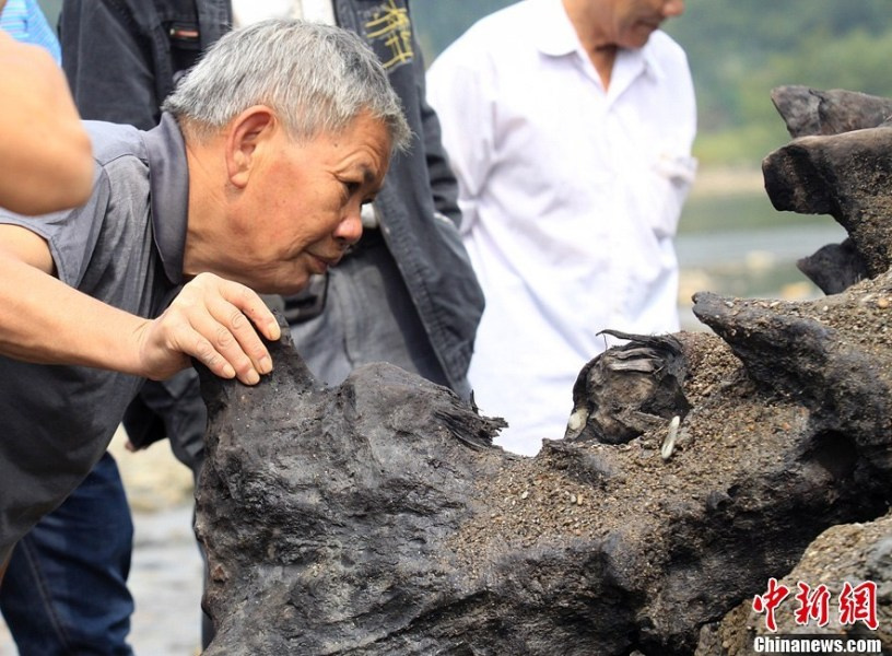 图为修水县林业局园林工程师袁健根在观察刚刚出土的乌木