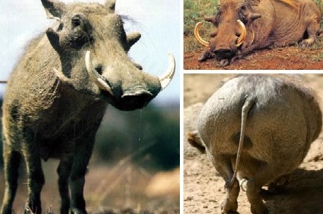 最丑动物水滴鱼夺冠 盘点全球稀奇古怪的可爱动物(组图)水滴鱼(blobfish)身体呈凝胶状,可长到12英寸(约合30.5厘米),生活在澳大利亚东南部最深达800米的海底,极少被人类发现。