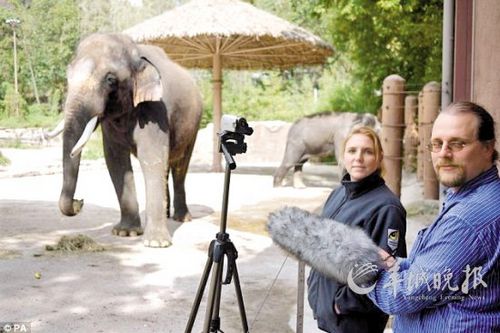 大象开口说韩语惹关注能说“你好”“坐下”(图)