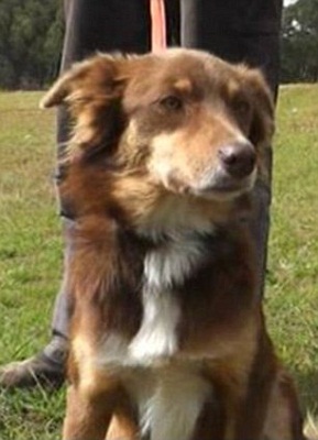 忠犬“波伊蒂”用身体取暖救了主人一命。