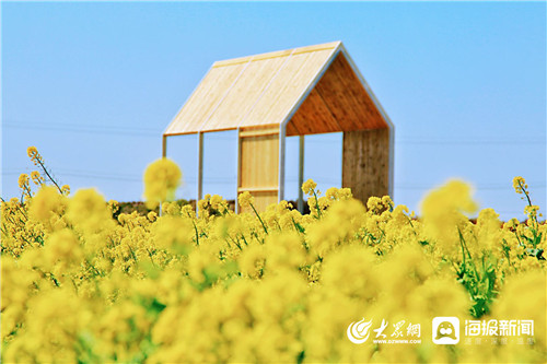 朱旺村油菜花图片