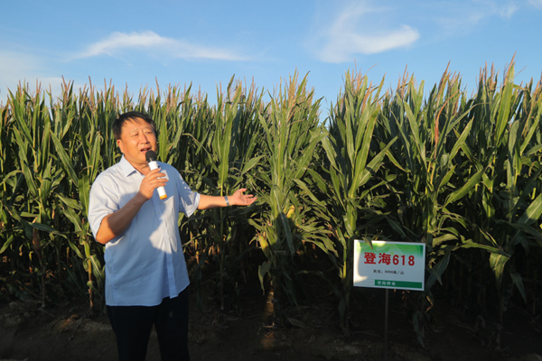 中國5株玉米2株是登海育 登海種業成農民致富靠山