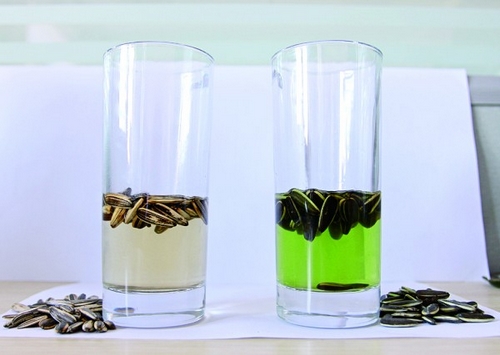 染色瓜子:绿茶瓜子泡5分钟 清水变绿有异味