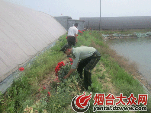 生活 民警拔除罂粟 大众网烟台5月28日讯(通讯员 张树安 齐志红