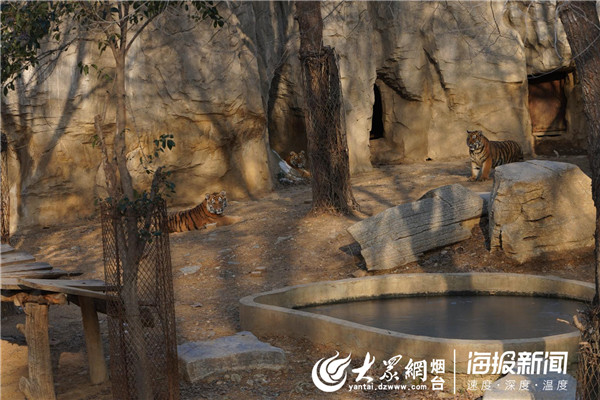 東北虎三胞胎春節假期將正式亮相煙臺南山動物園